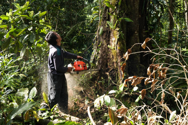 How Our Tree Care Process Works  in  Eastpoint, FL